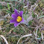 frühjahrswanderung 2016_10